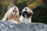 SHIH TZU 168